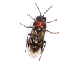 Eriocampa ovata